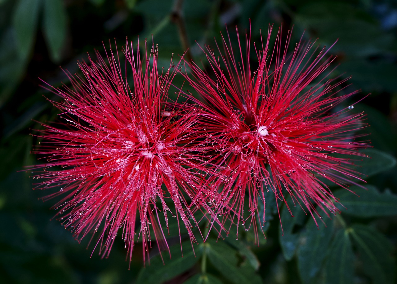 calliandra calliandra haematocephala inflorescence free photo