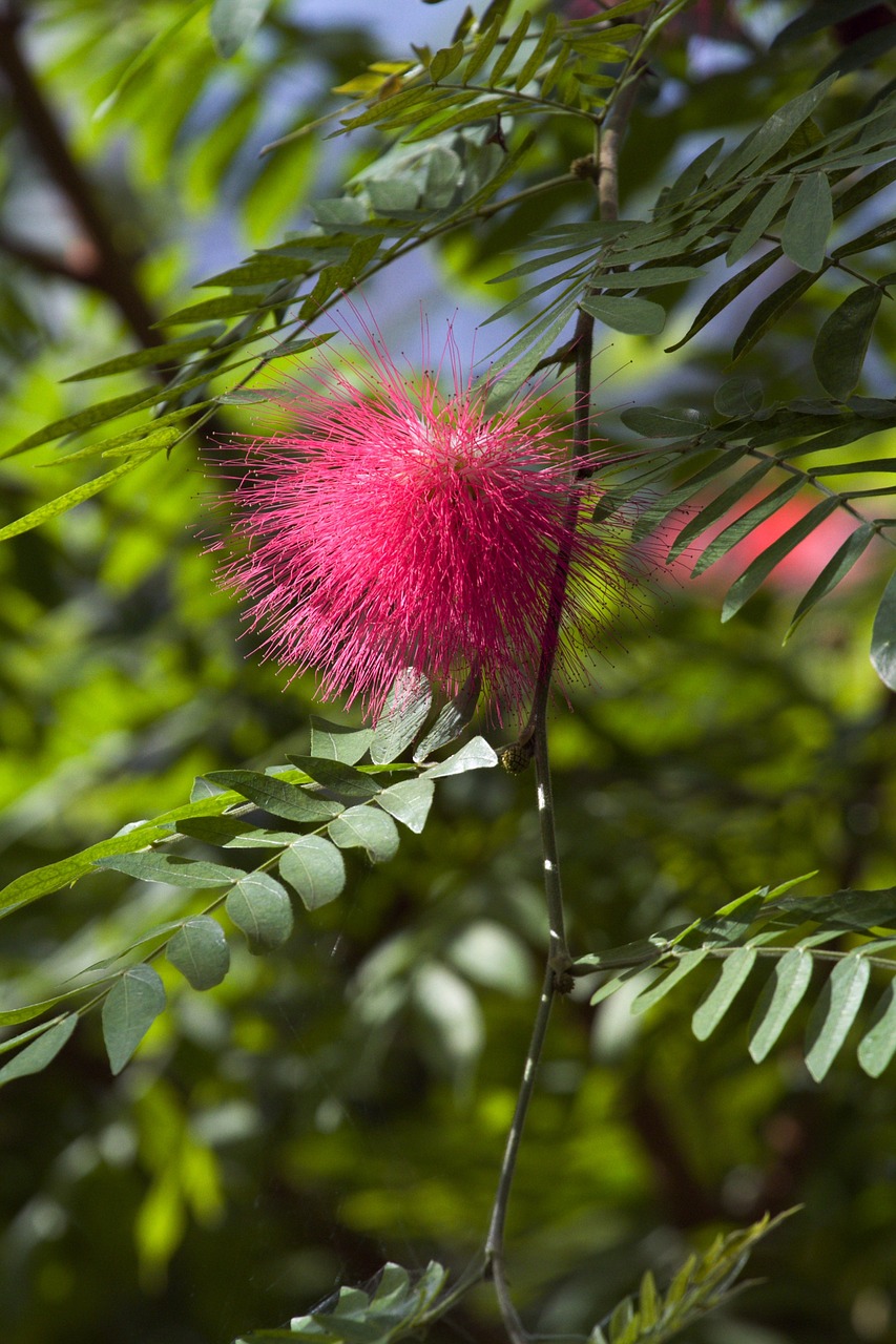 calliandra haematocephala flower plant free photo