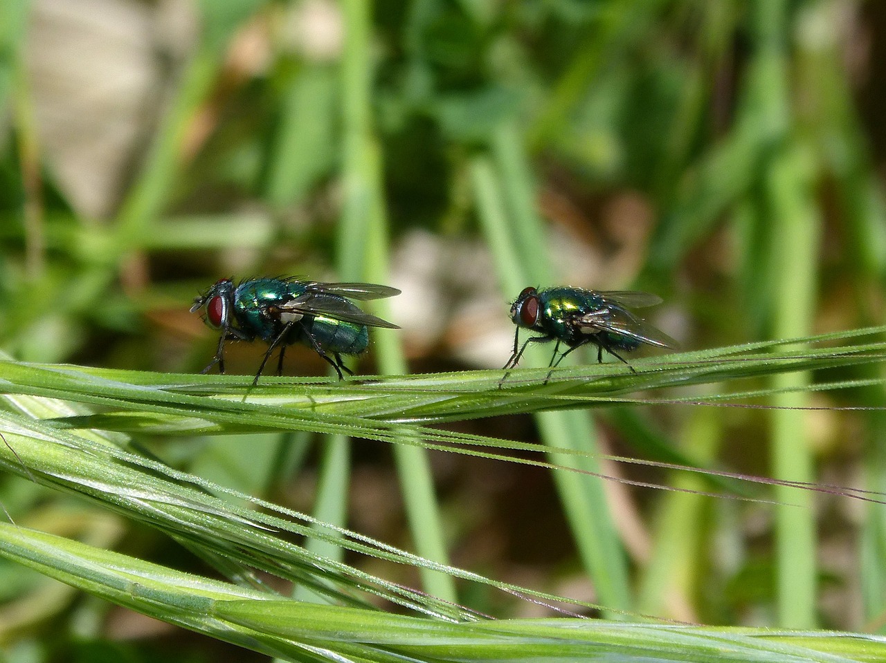calliphora vicina greenfly fly vironera free photo