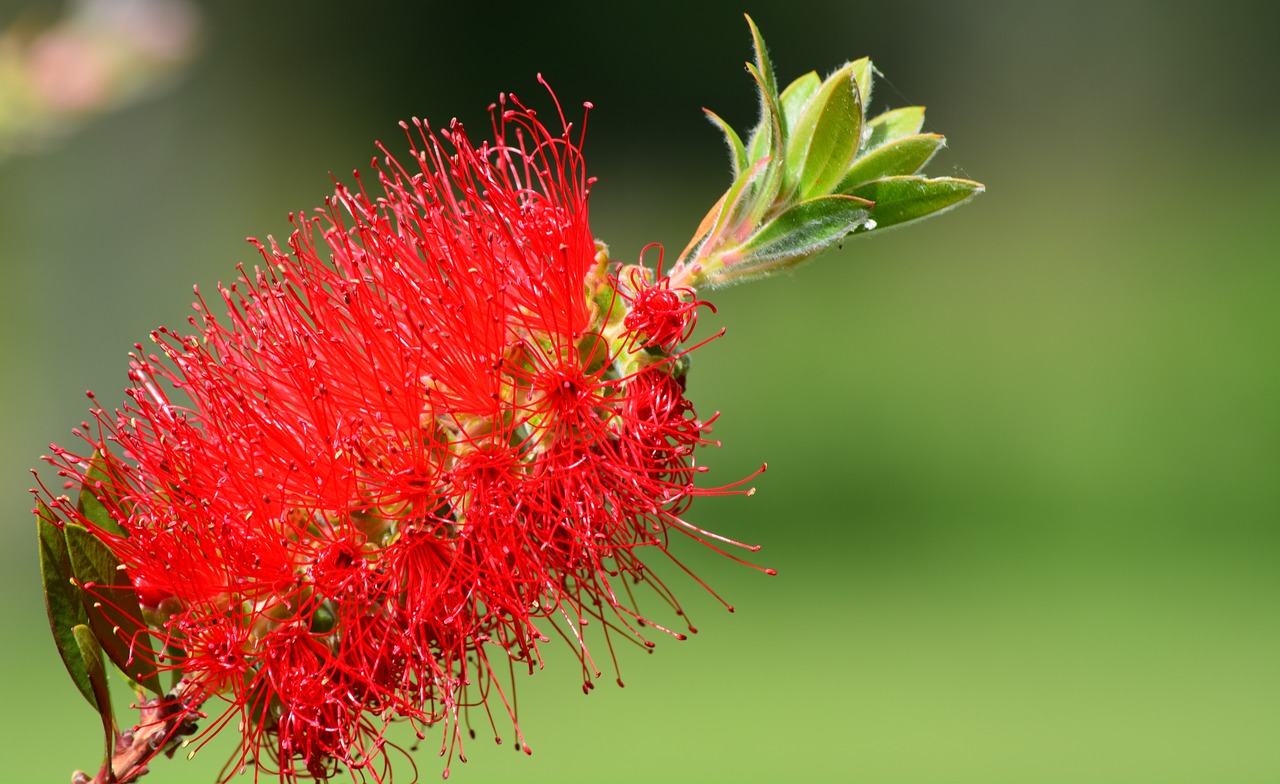 callistemon brush long free photo