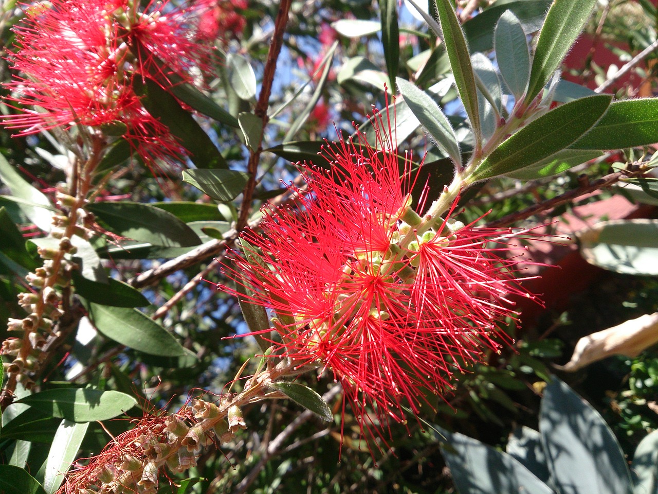 callistemon bottle brush bush flower free photo