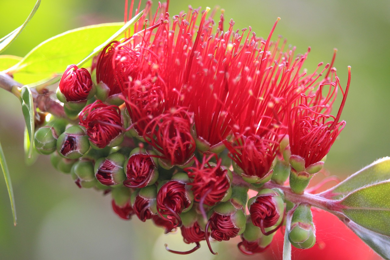 callistemon bottlebrush australian native plant free photo
