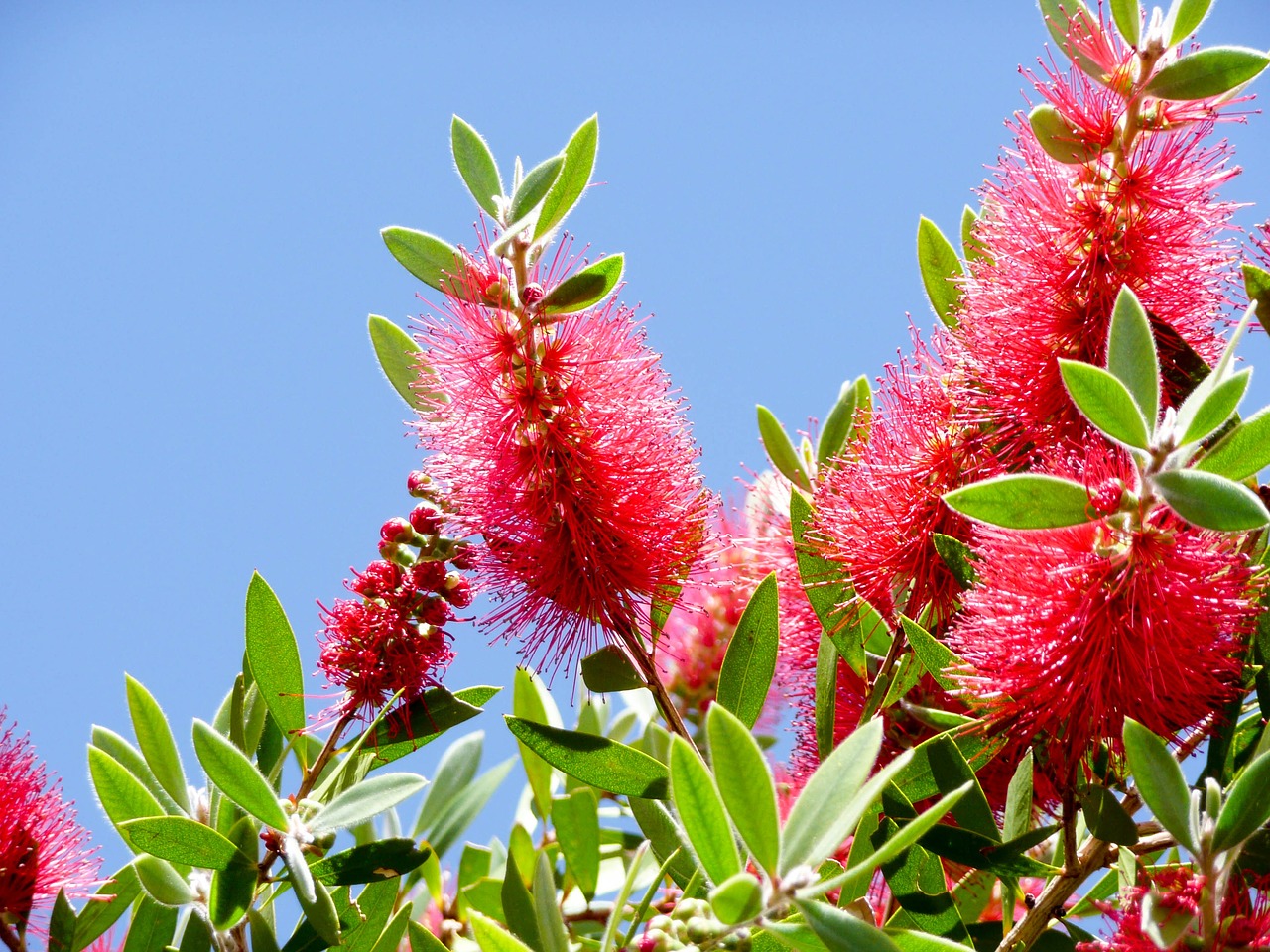 callistemon australian bottlebrush free photo