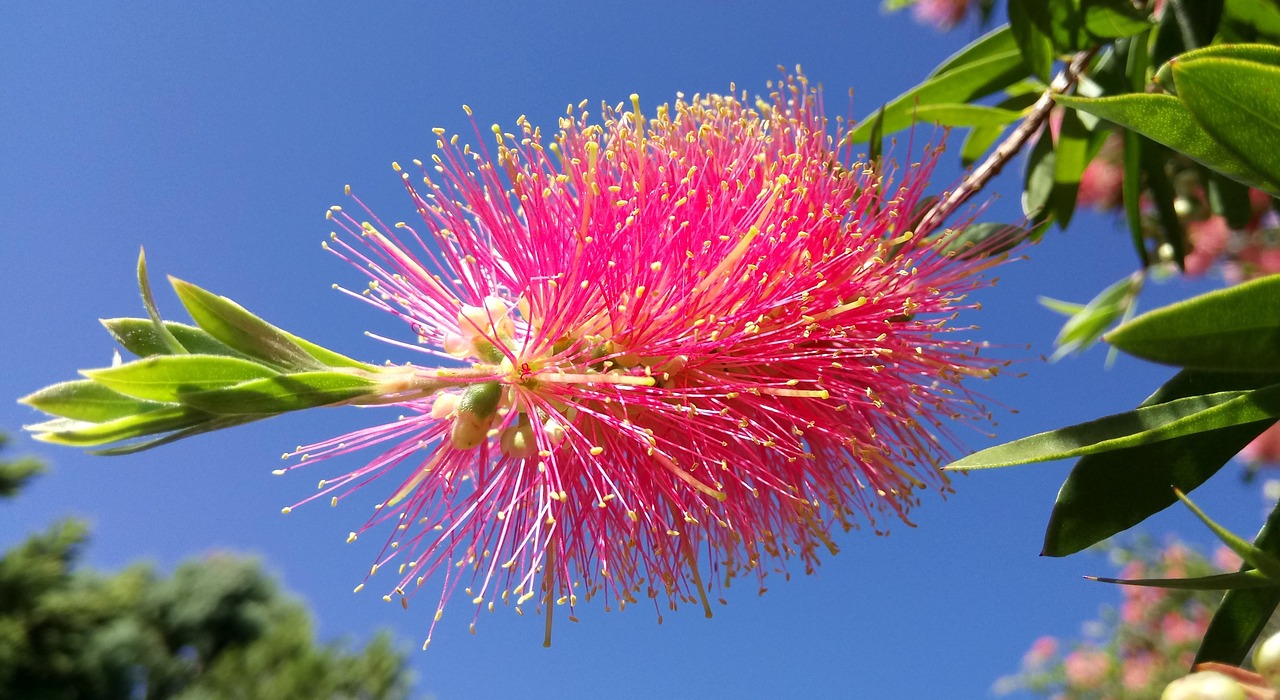 callistemon bottlebrush flower pink free photo