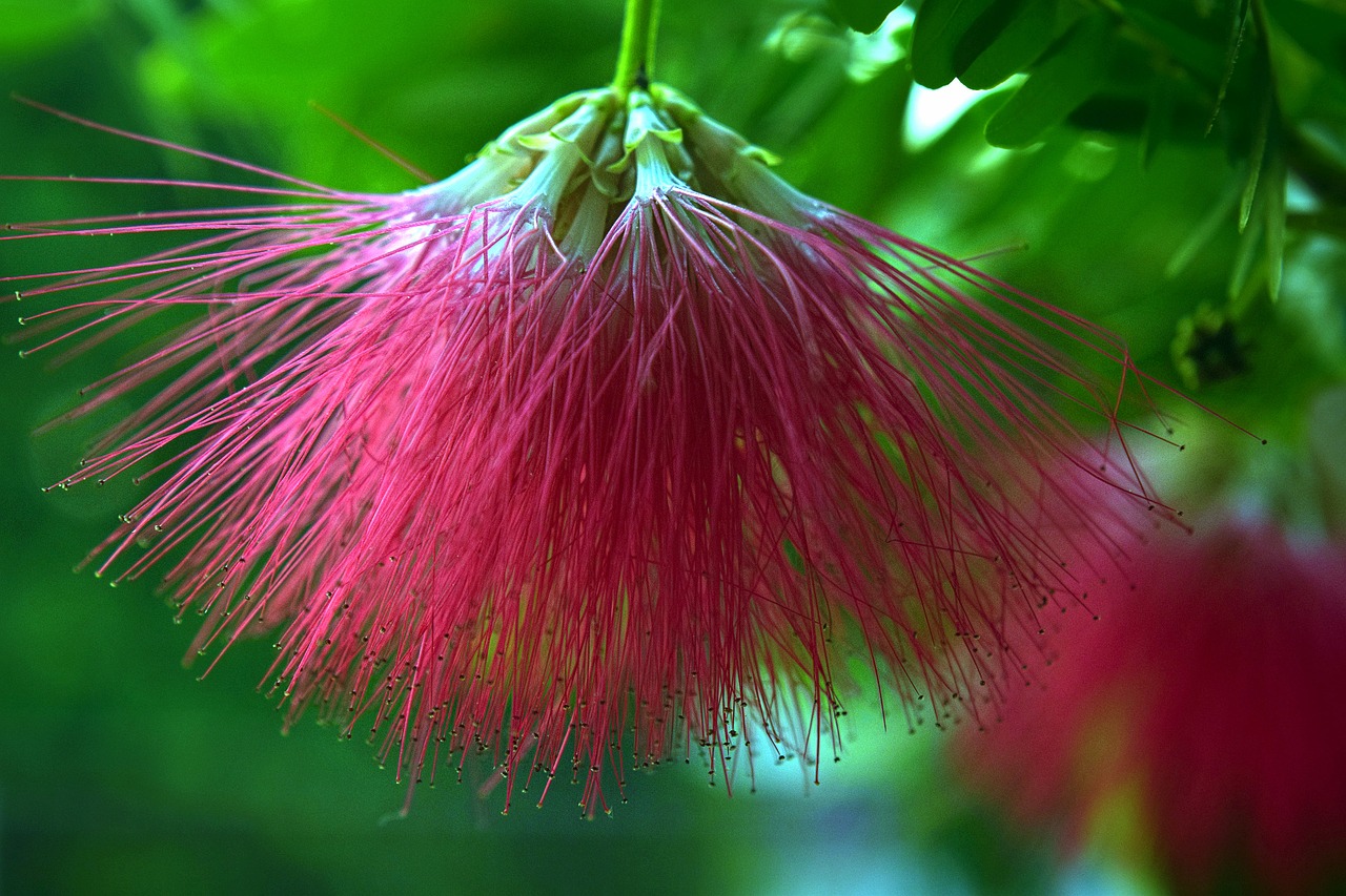 callistemon flower nature free photo