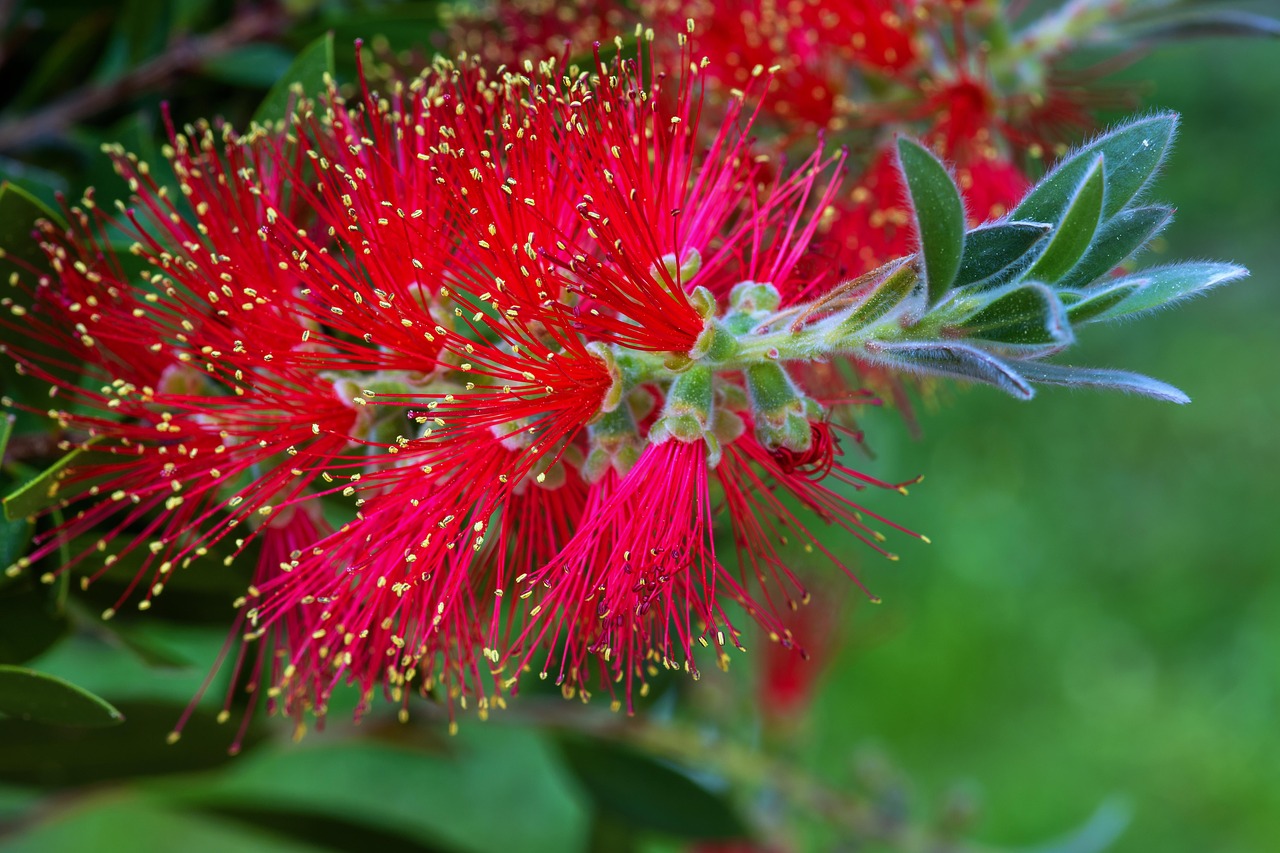 callistemon  bottlebrush  myrtle plant free photo