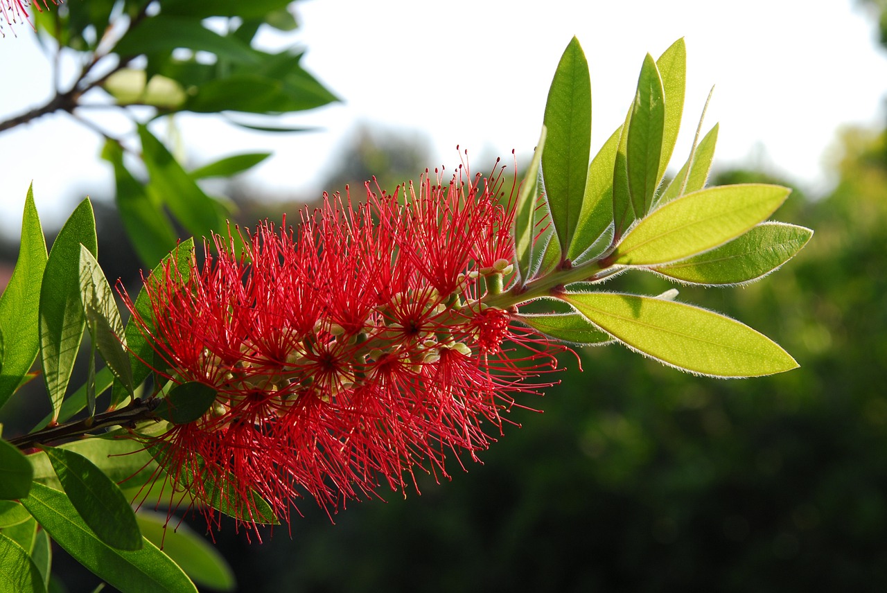 callistemon citrinus flowers red free photo