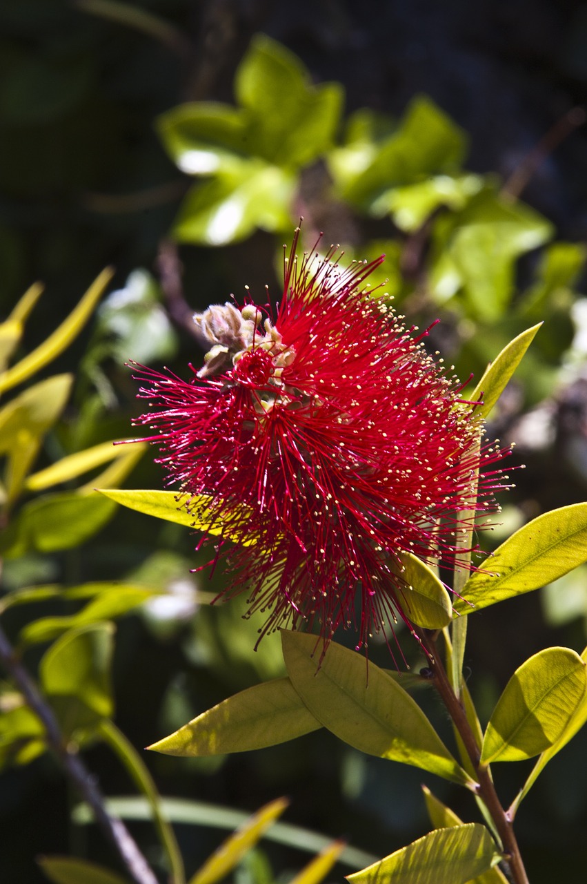 callistemon leavis flower blossom free photo