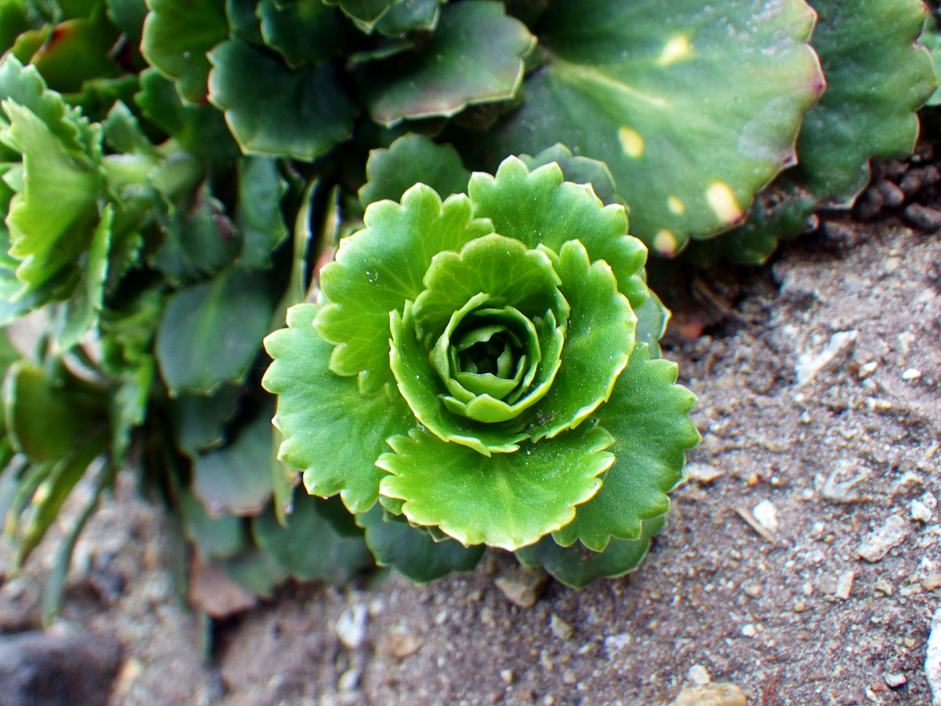 calm plant calm plant free photo