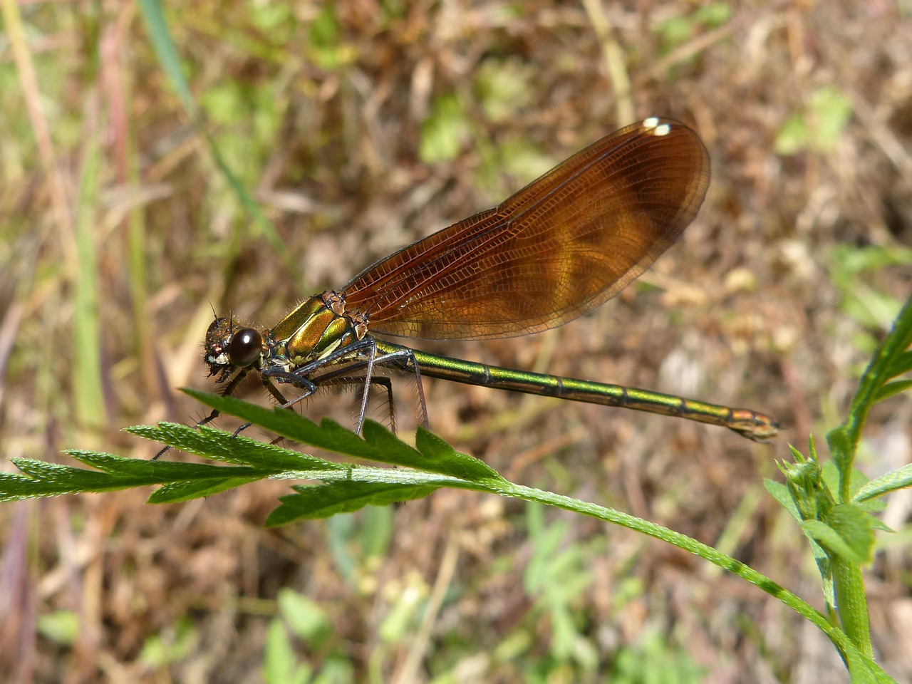 calopteryx haemorrhoidalis dragonfly wings free photo