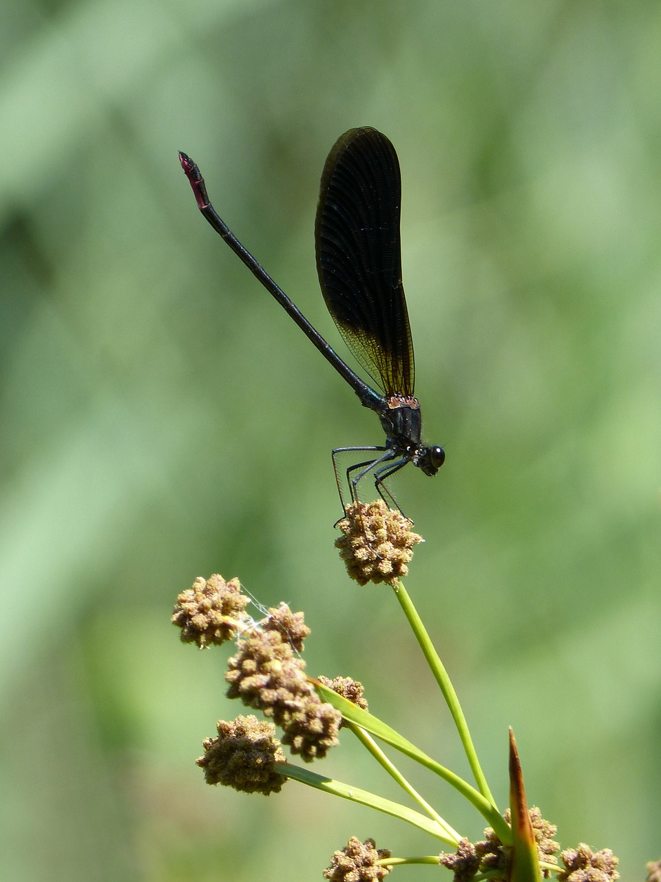 calopteryx haemorrhoidalis black dragonfly dragonfly free photo