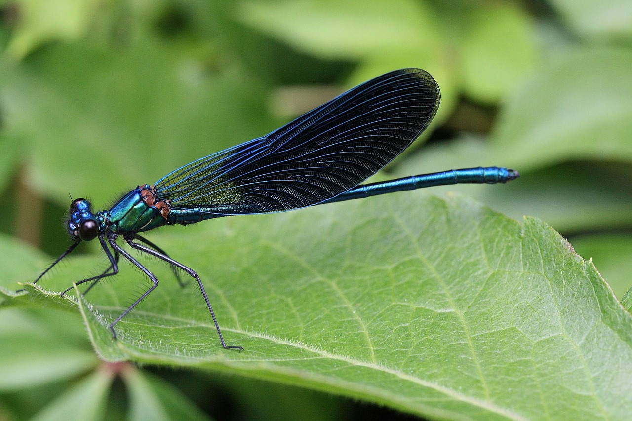 calopteryx splenderns insect dragonfly free photo