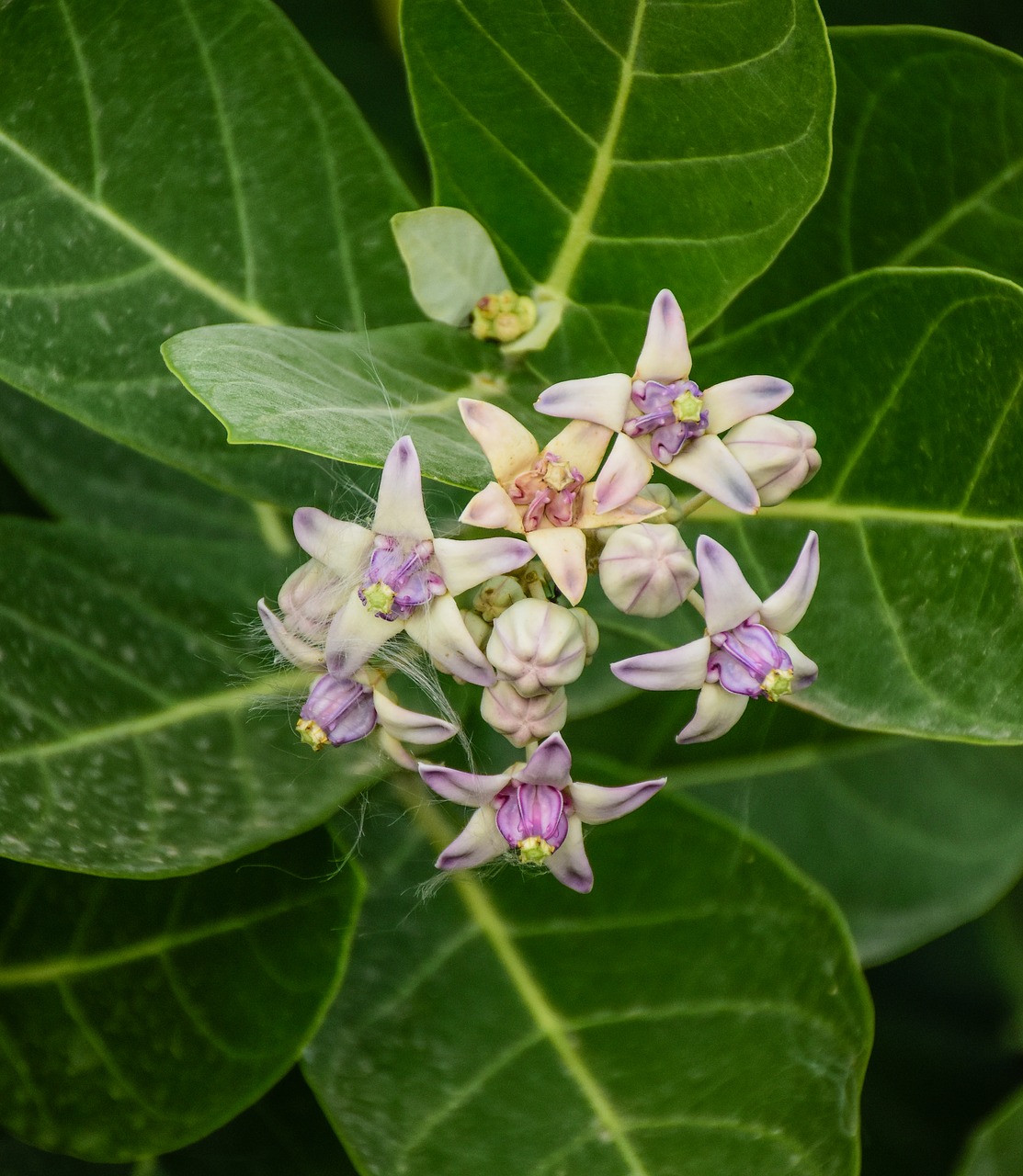 calotropis gigantea  rare flower  medical flower free photo