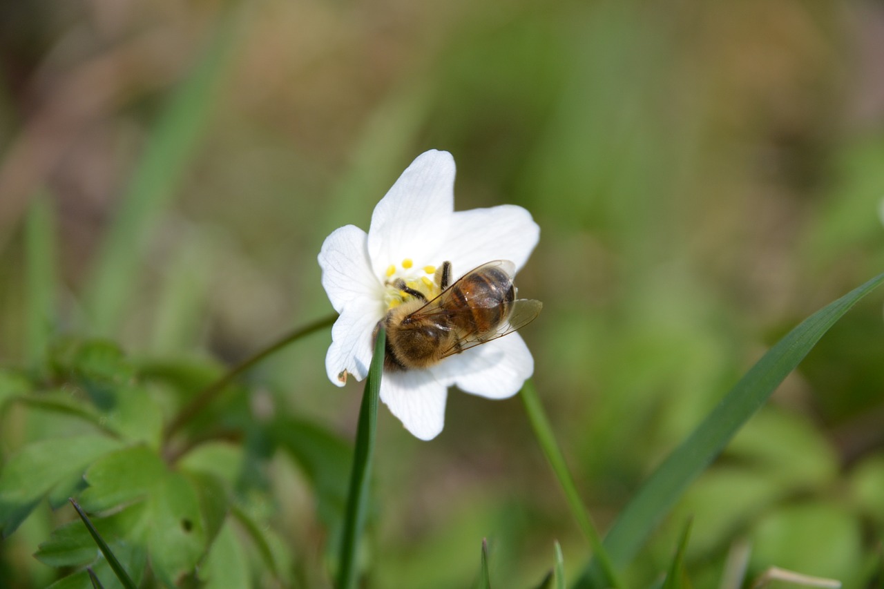 caltha palustris white bee free photo