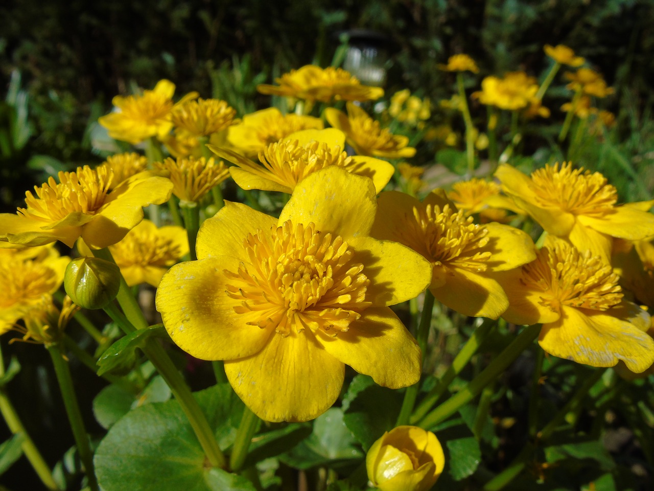 caltha palustris yellow flowers free photo