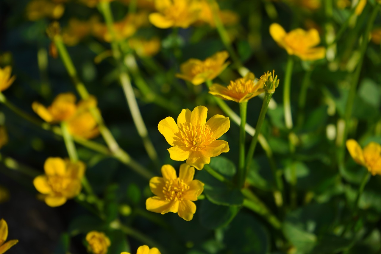 caltha palustris flowers yellow free photo
