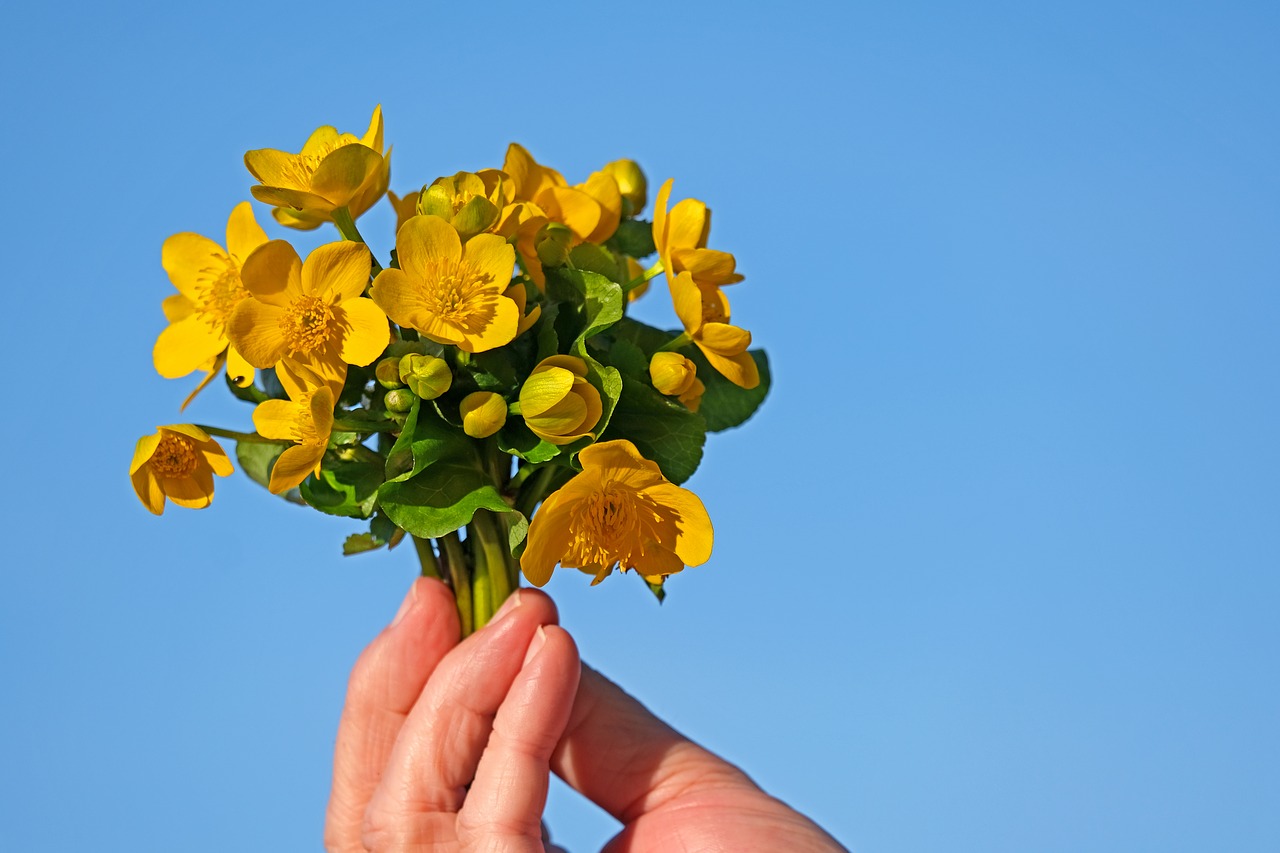 caltha palustris  wild flower  yellow free photo