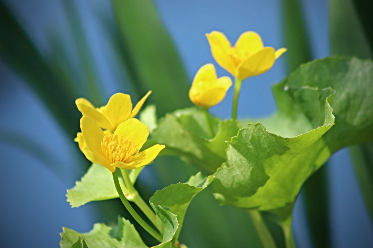 caltha palustris  meadow  pointed flower free photo
