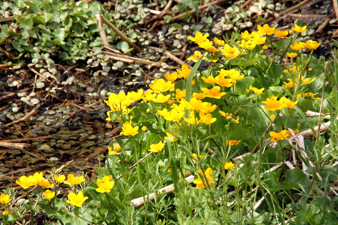 caltha palustris  spring  nature free photo