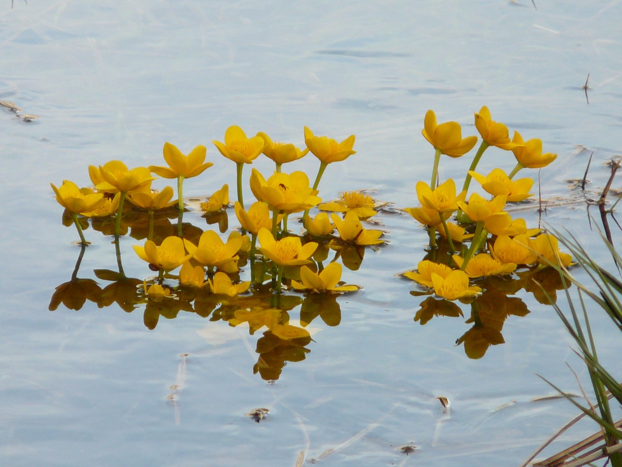 caltha palustris aquatic plant blossom free photo