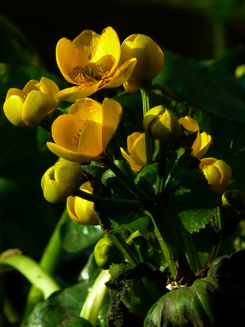 caltha palustris hahnemann foot greenhouse yellow free photo