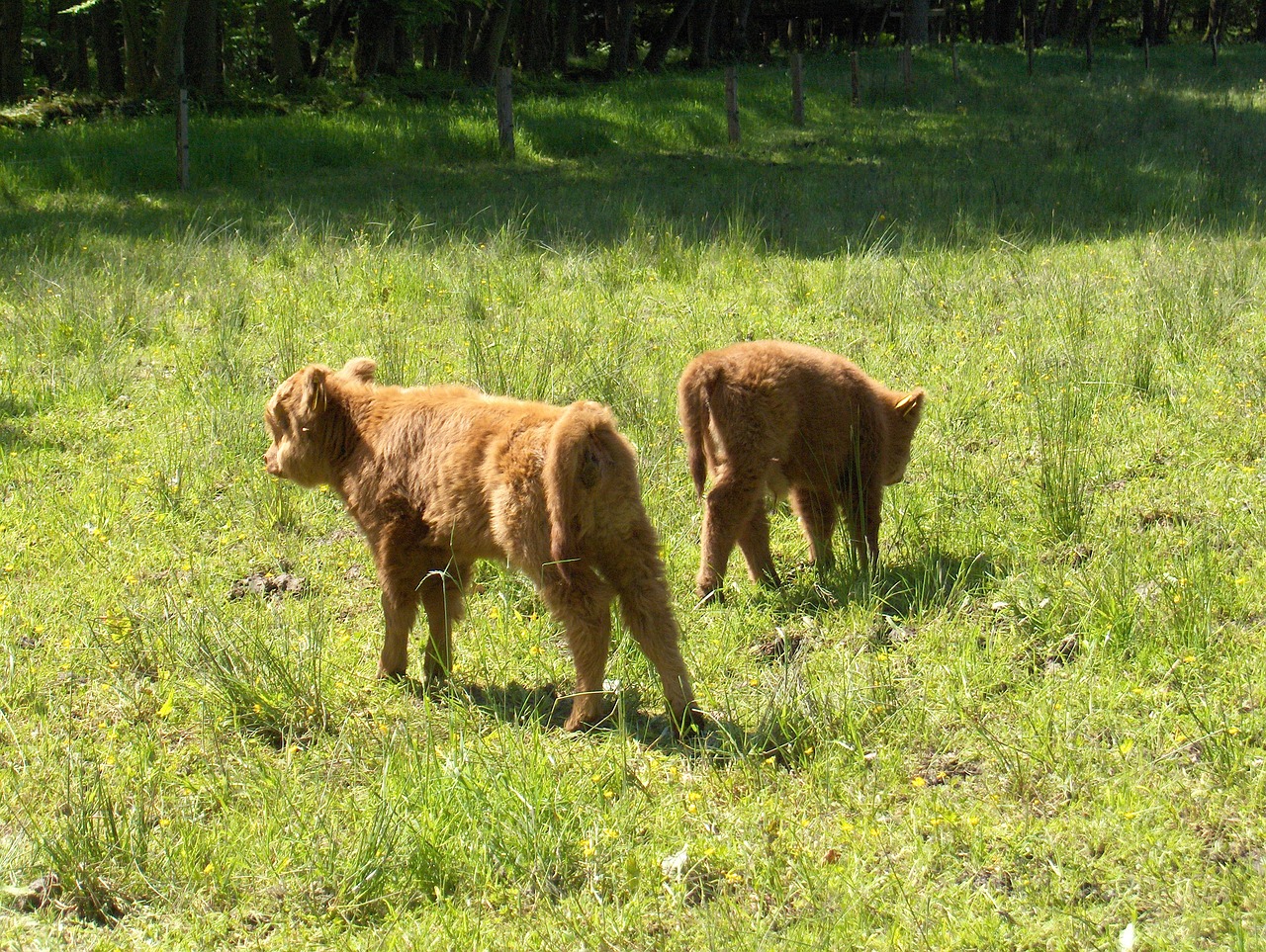 calves cow whey free photo