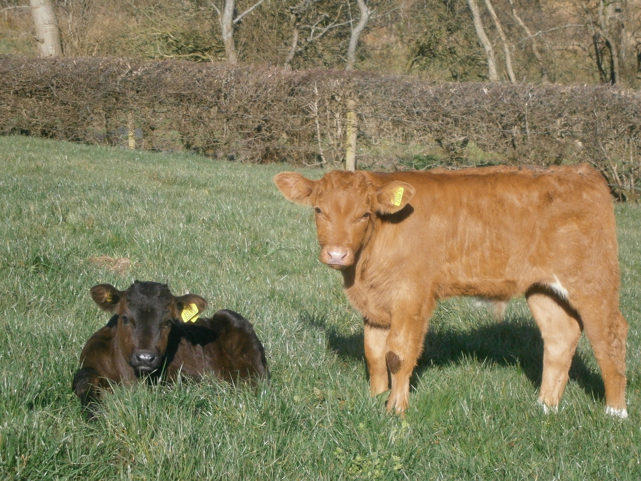 calves field sunny free photo
