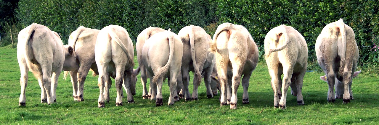 calves cattle young free photo