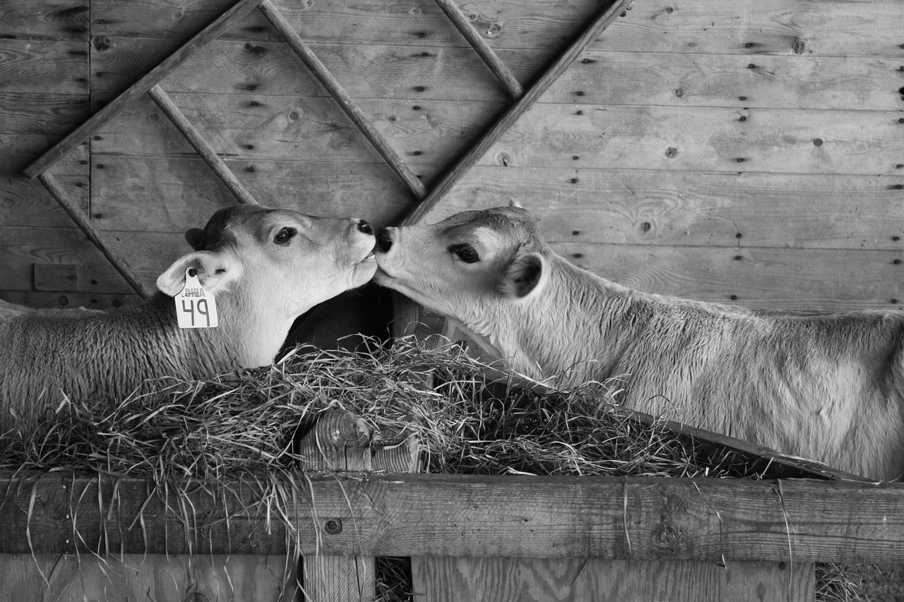 calves cows kissing free photo