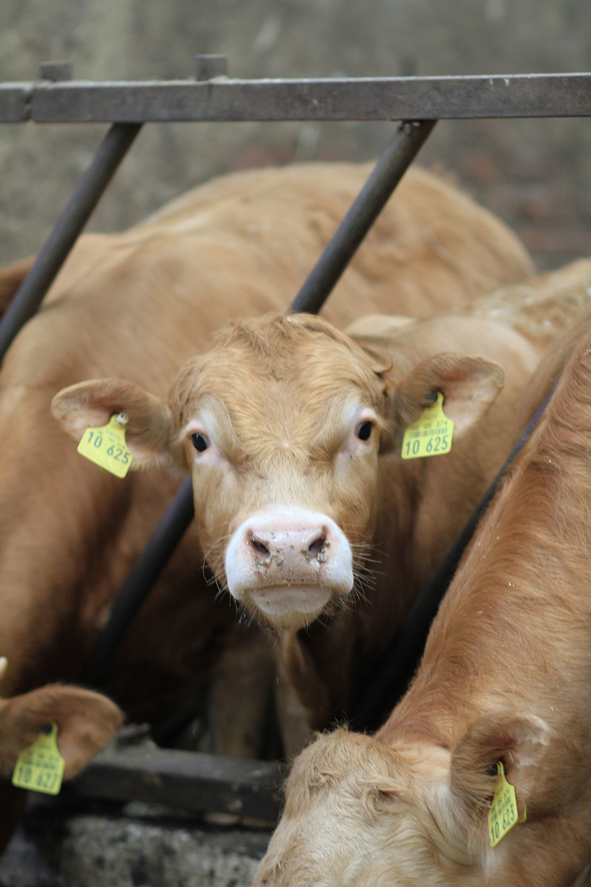 calves  cattle  young animal free photo