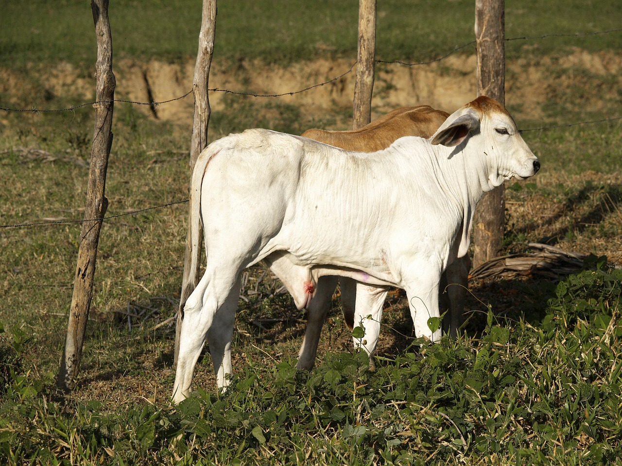 calves cattle zebu free photo