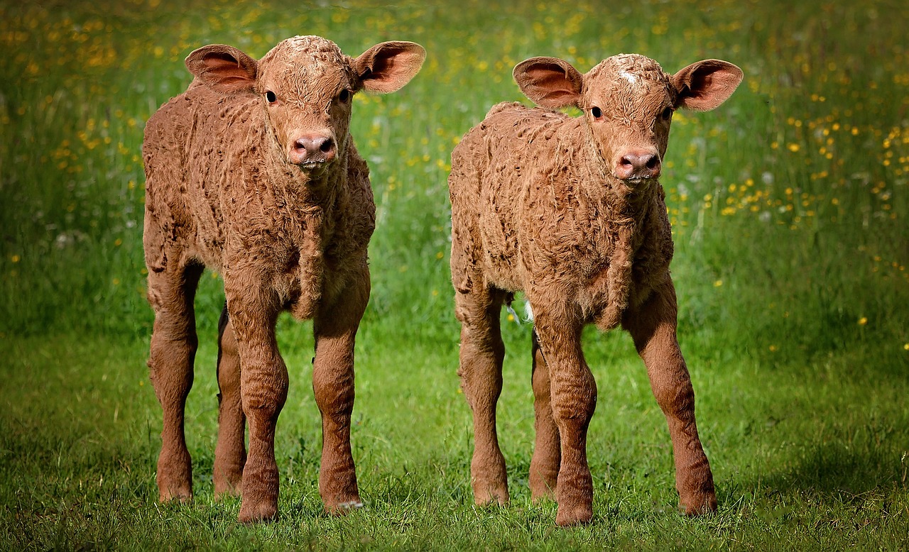 calves calf young animal free photo
