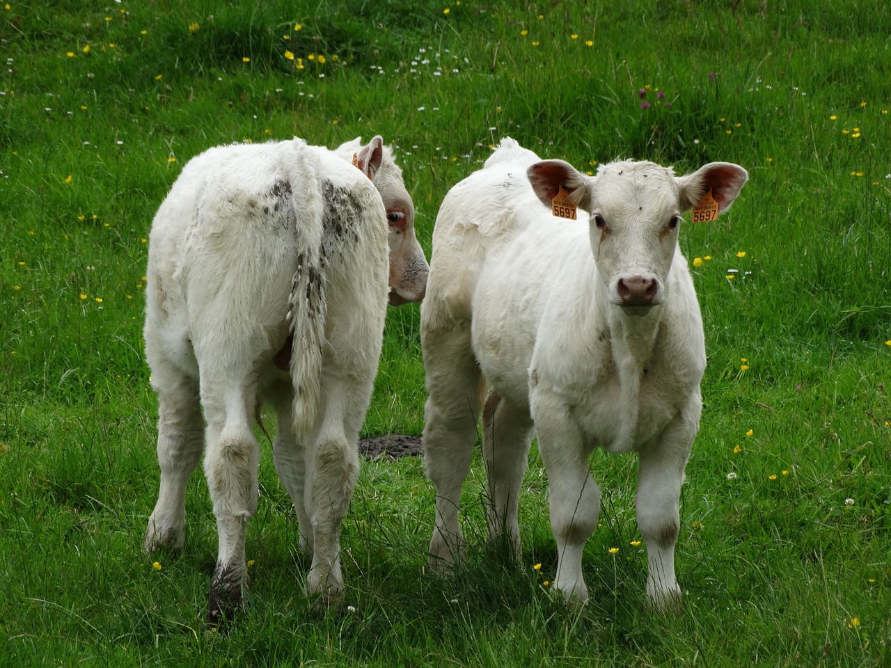 calves morvan burgundy free photo
