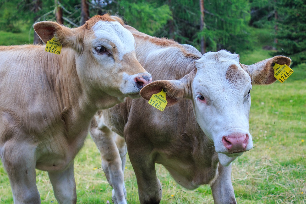 calves calf cow free photo