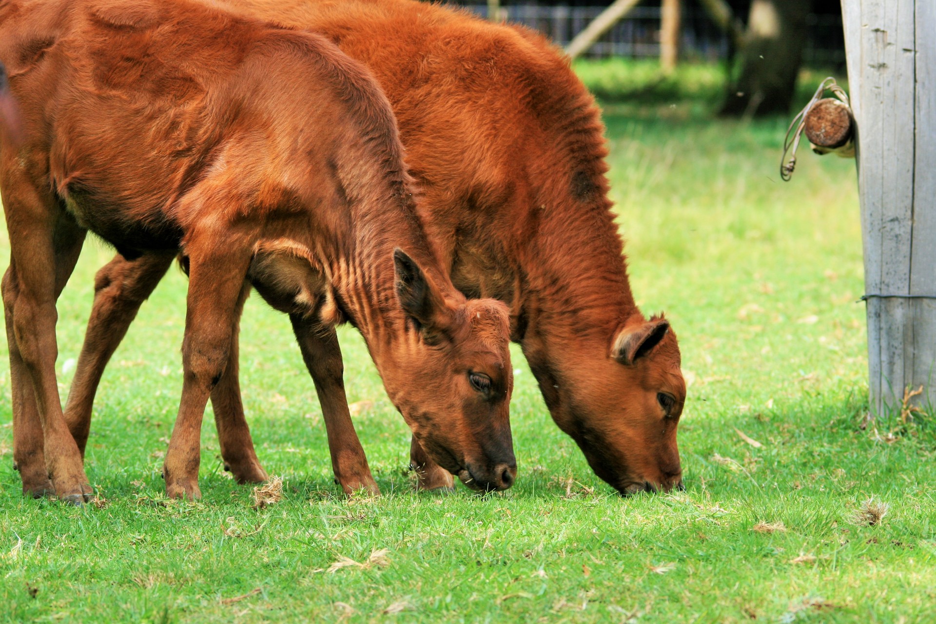 bovine calves red-brown free photo