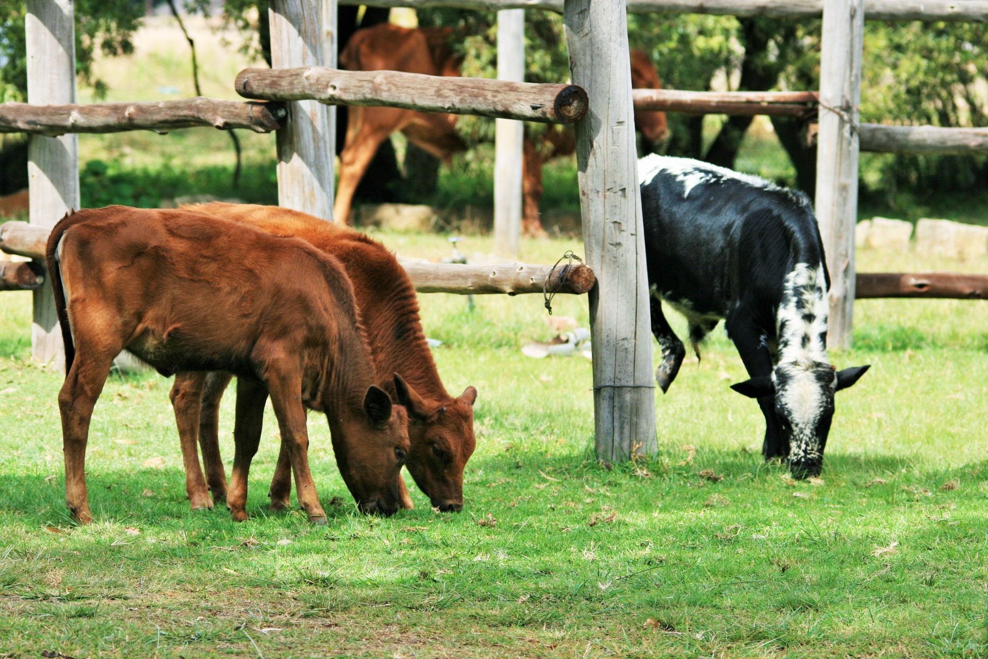 bovine calves red-brown free photo