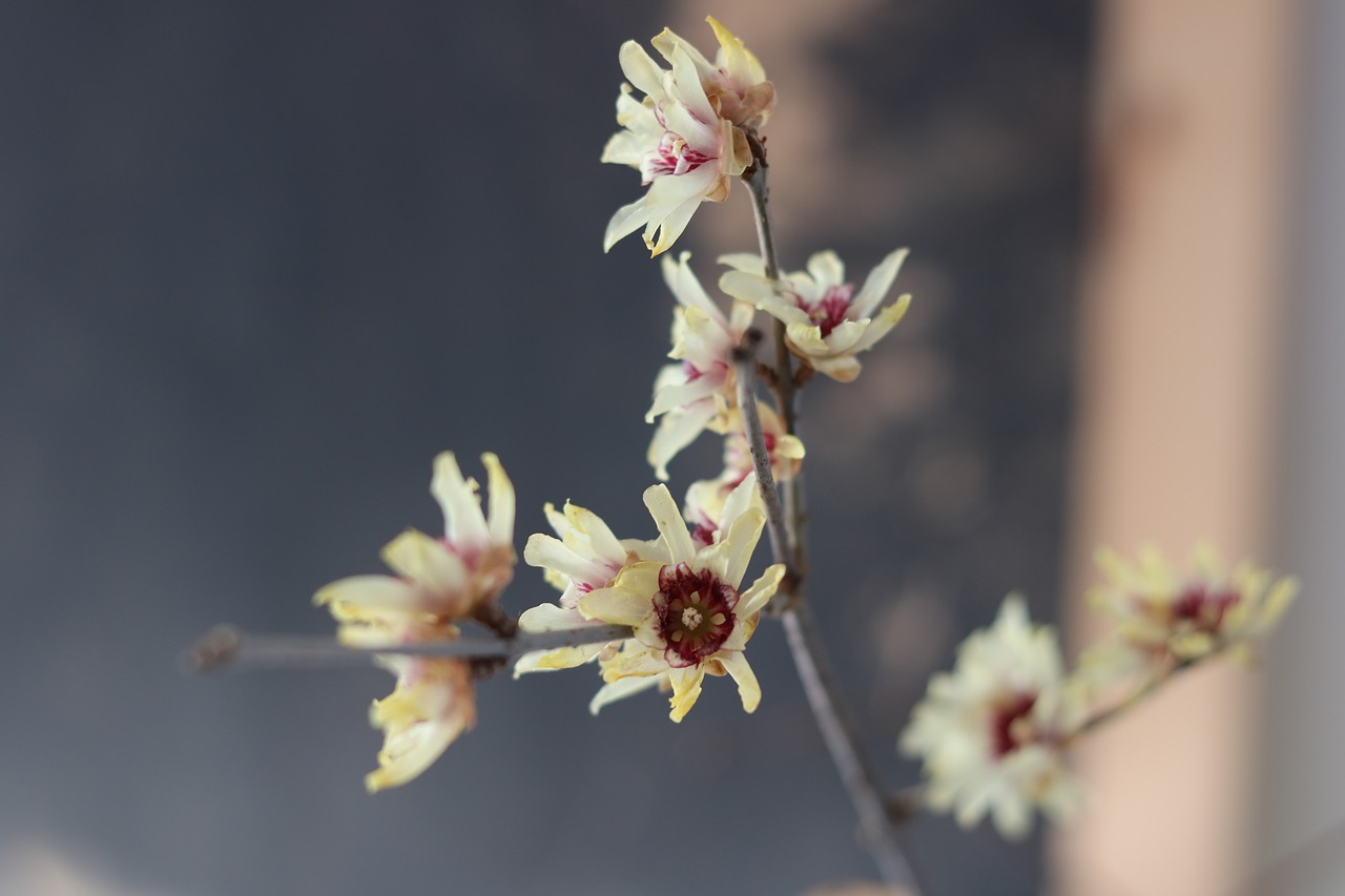 calycanthus  blossom  bloom free photo