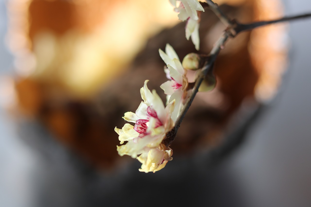 calycanthus  blossom  bloom free photo