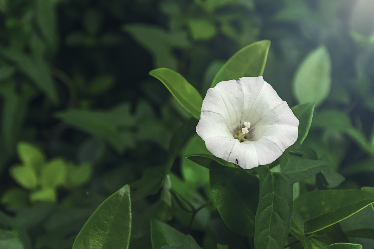 calystegia wild flowers plant free photo