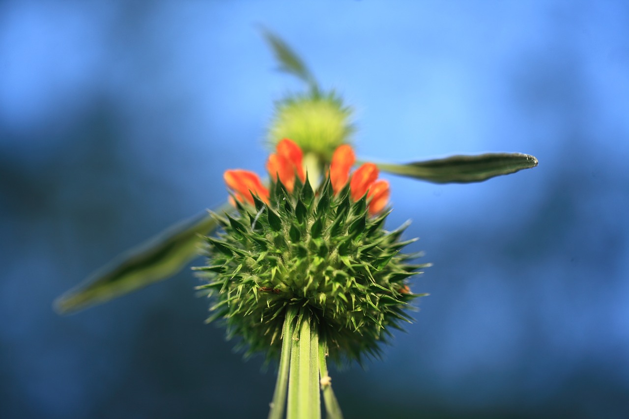 calyx botany sepals free photo