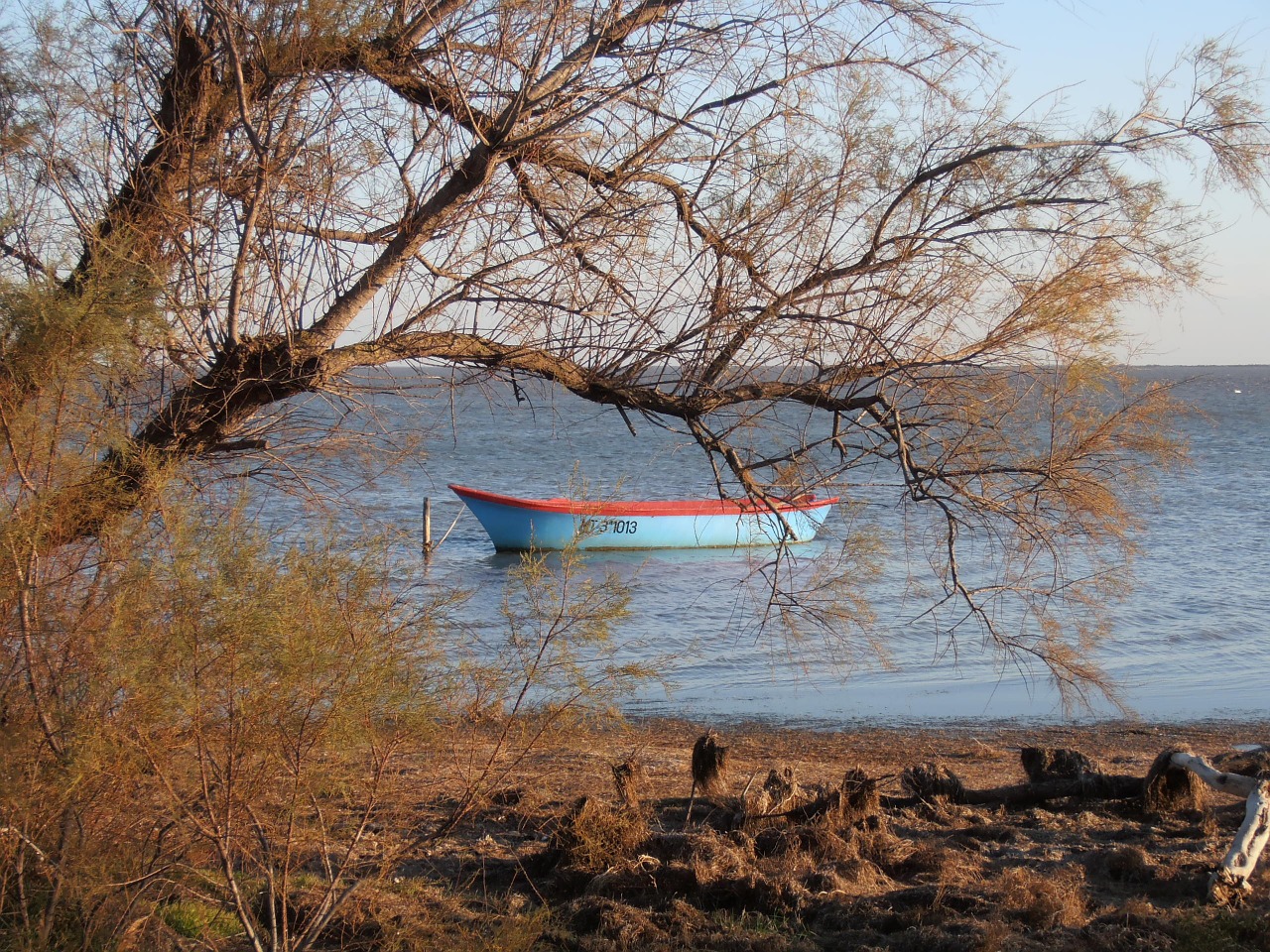 camargue pond boat free photo