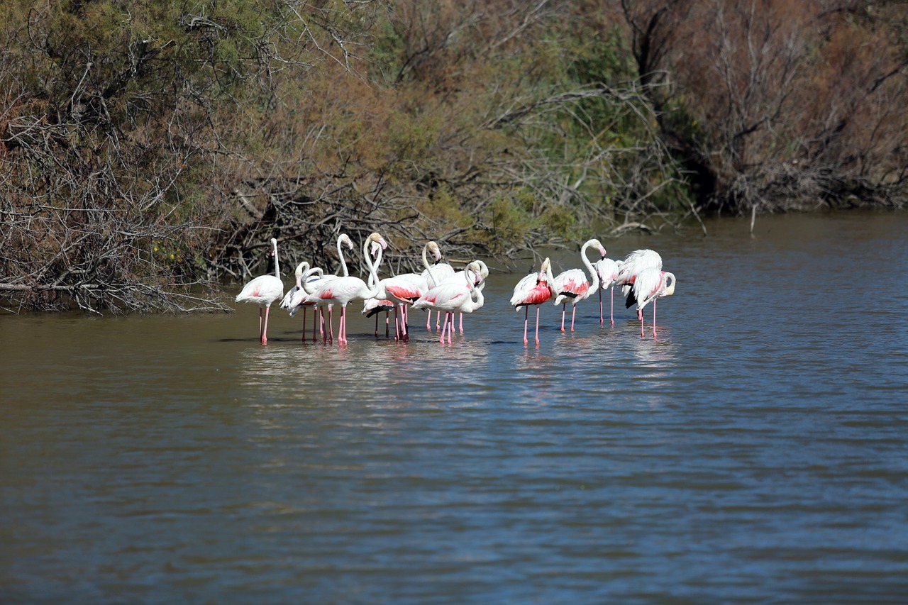 camargue birds pink flamingo free photo