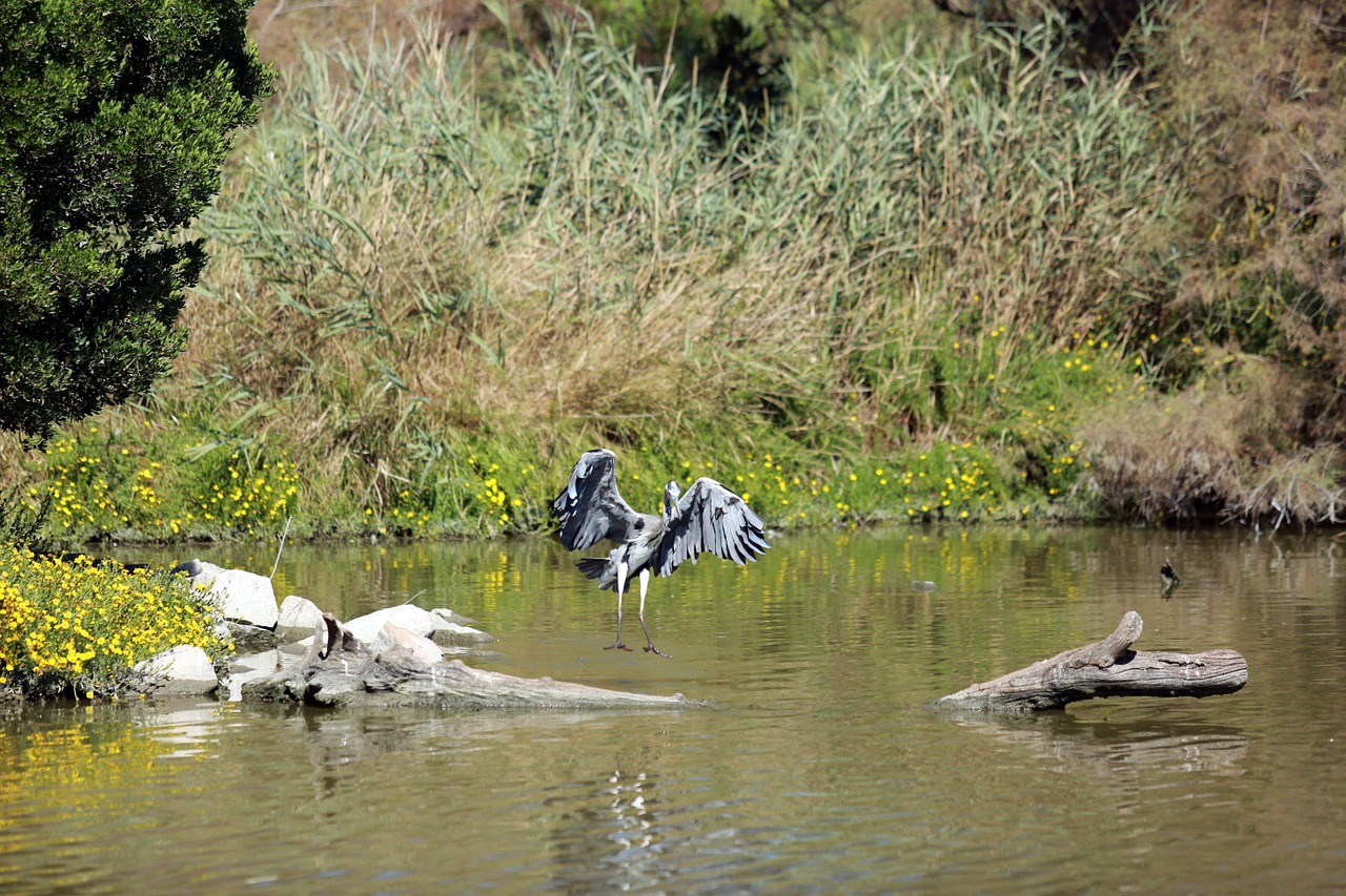 camargue birds wader free photo