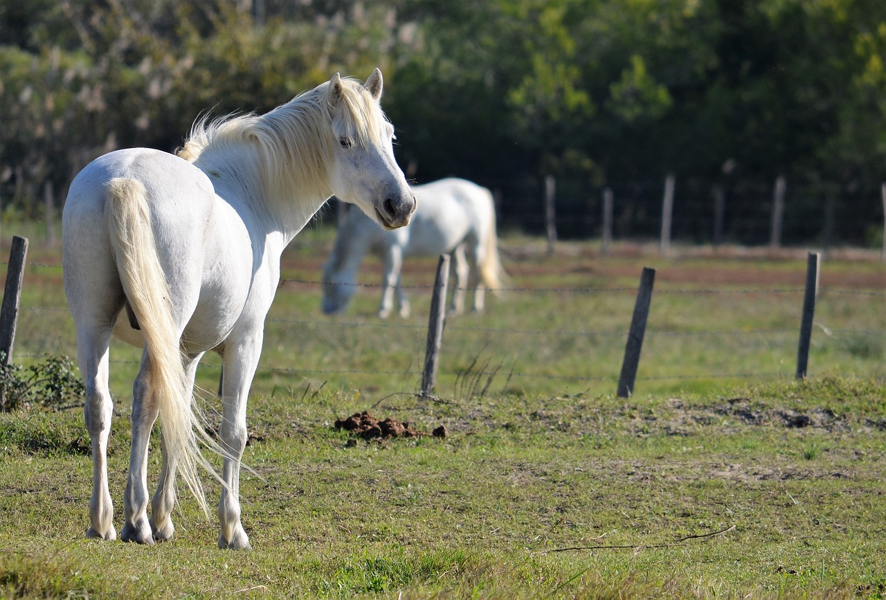 camargue white horses animals free photo