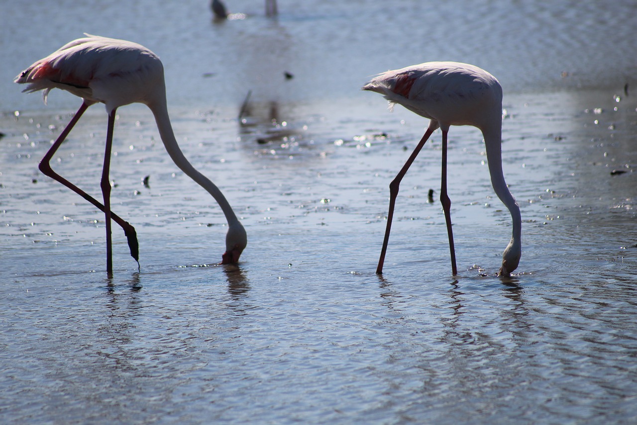 camargue pink flamingo ornithology free photo