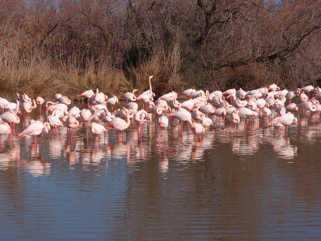 camargue  flamingo  provence free photo