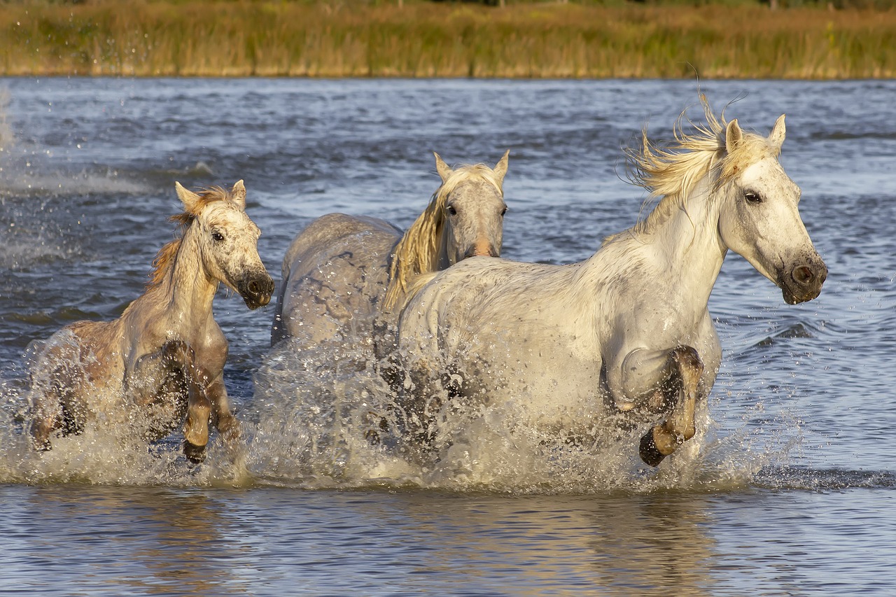 camargue  horses  provence free photo