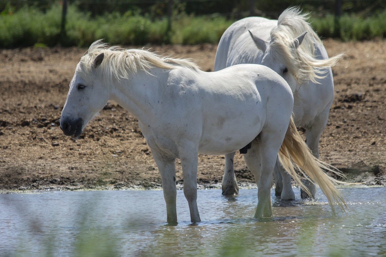 camarque  france  horse free photo