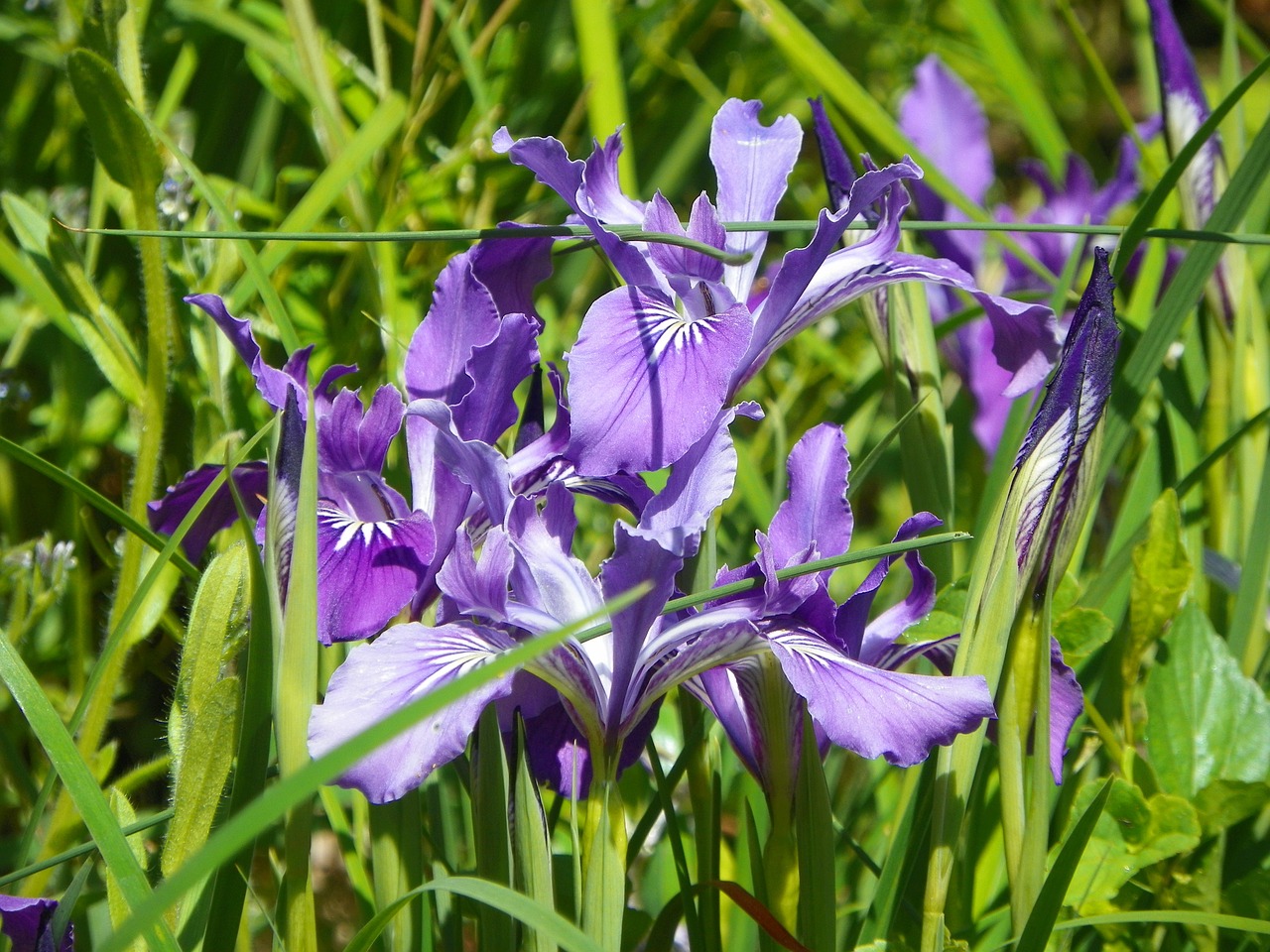 camas spring flower free photo