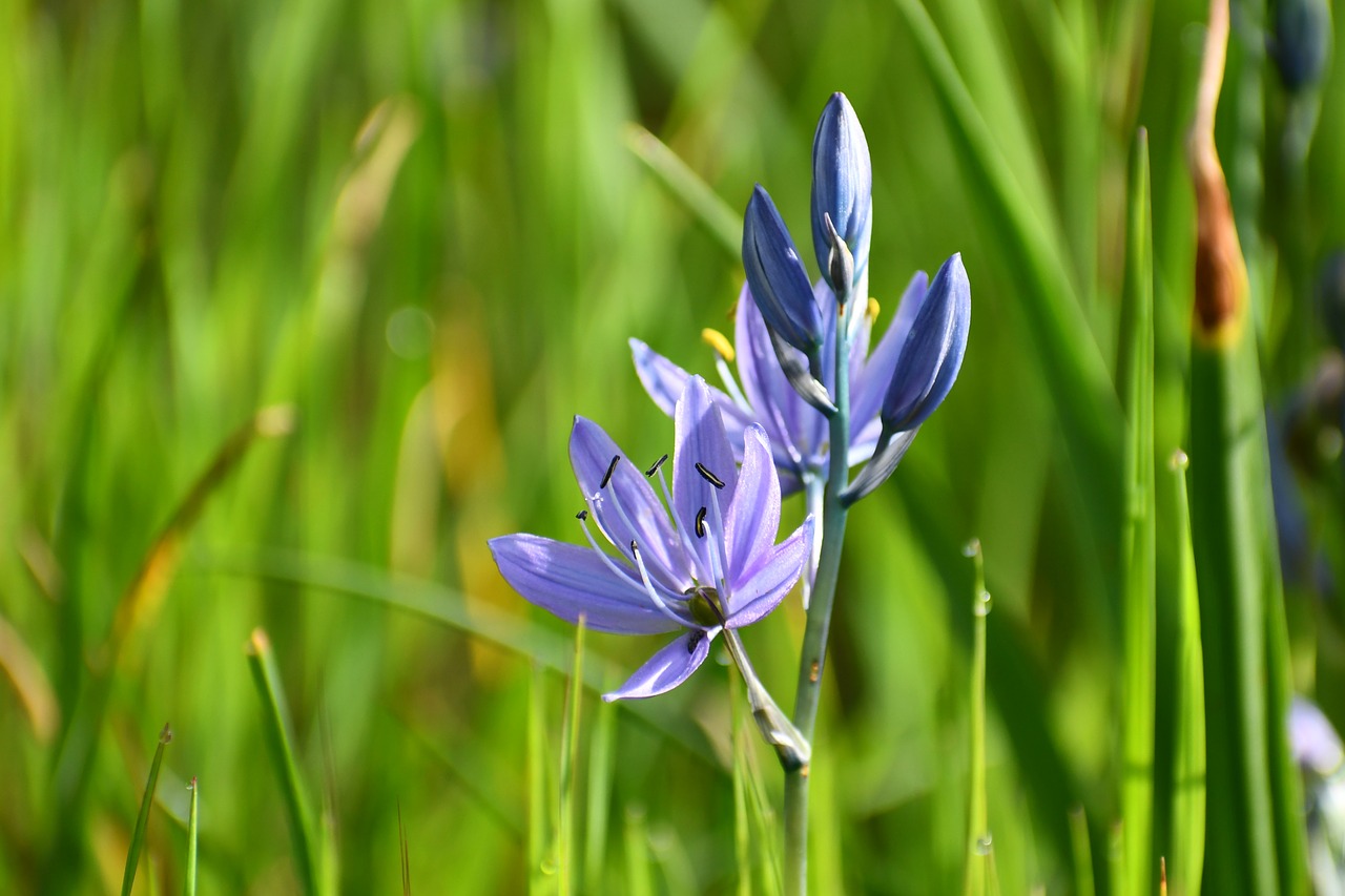 camassia  camas  lily free photo